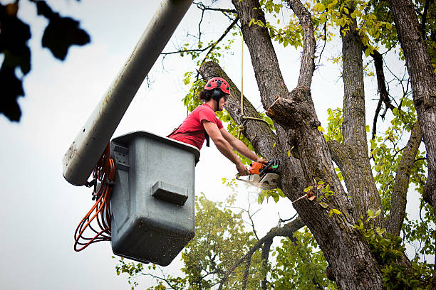 Best Stump Grinding and Removal  in Salem, AR